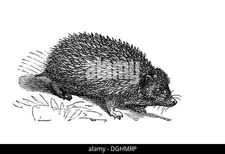 Igel, historische Illustration aus: Marie Adenfeller, Friedrich Werner, illustriert Kochen und Hauswirtschaft Buch Stockfoto