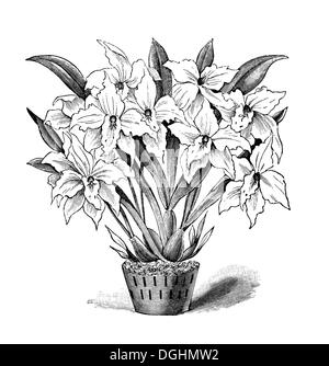 Orchidee, historische Illustration, Theodor Lange, allgemeine illustrierte Garten-Buch, Band 1, Leipzig 1902, s. 654, Abb. 677 Stockfoto
