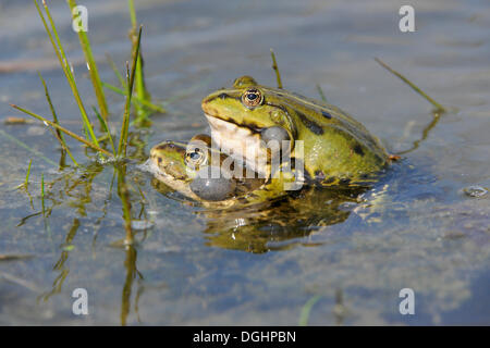 Teich Frösche oder essbare Frösche (Rana Esculenta), zwei Männchen mit aufgeblasen vocal Sacs greifen einander, Thüringen, Deutschland Stockfoto