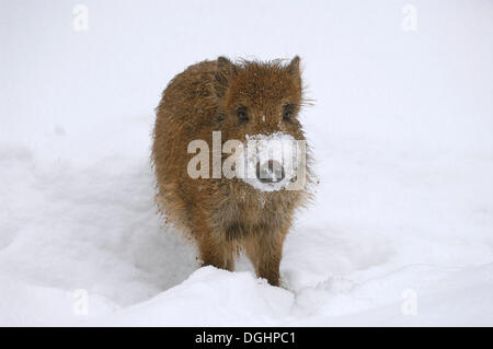 Wildschwein (Sus Scrofa) stehen im Schnee, Gefangenschaft, Nationalpark Bayerischer Wald, Bayern, Deutschland Stockfoto