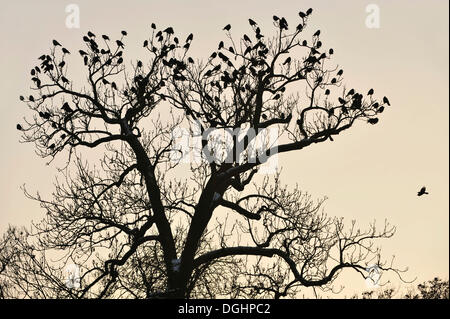 Gebäude von Saatkrähen (Corvus Frugilegus) thront auf einem Baum, Sachsen, Deutschland Stockfoto