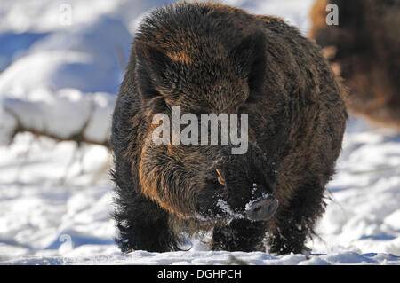 Wildschwein (Sus Scrofa), Tusker in Wintermantel, Gefangenschaft, Sachsen, Deutschland Stockfoto