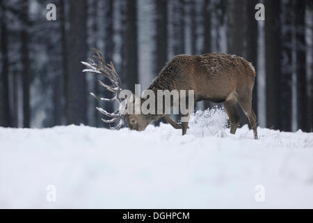 Rothirsch (Cervus Elaphus), Hart Nahrungssuche unter dem Schnee, Gefangenschaft, Niedersachsen, Deutschland Stockfoto