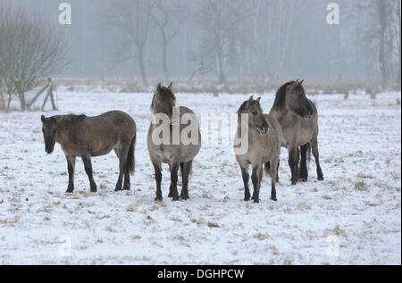 Konik-Pferde oder Konik Wildpferde, Tarpan Zucht zurück, in dem Schnee, Ilkerbruchwiesen, Bei Wolfsburg, Niedersachsen, Deutschland Stockfoto