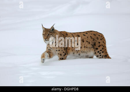 Luchs (Lynx Lynx) zu Fuß im Tiefschnee, Tiergehege, Nationalpark Bayerischer Wald, Bayern, Deutschland Stockfoto