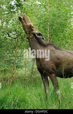 Eurasischen Elch oder Elch (Alces Alces), Kuh Essen Blätter, staatlichen Wildgehege, Deutschland Stockfoto