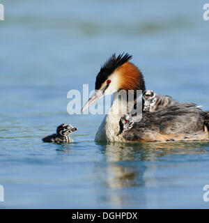 Haubentaucher (Podiceps Cristatus), Erwachsene mit Küken auf dem Wasser, Thüringen, Deutschland Stockfoto