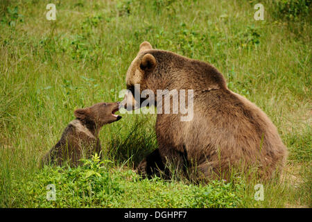 Europäische Braunbären (Ursus Arctos), Jungtier mit Mutter, in einem Tiergehege, Nationalpark Bayerischer Wald, Bayern, Deutschland Stockfoto