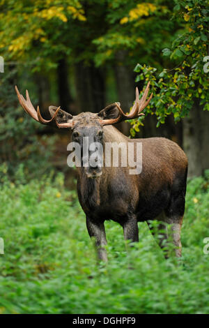 Europäischer Elch (Alces Alces), Elchbullen, Gefangenschaft, Bayern, Deutschland Stockfoto