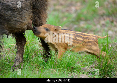 Wildschwein (Sus Scrofa), säen mit säugende Ferkel, Gefangenschaft, Bayern, Deutschland Stockfoto