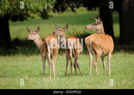 Rothirsch (Cervus Elaphus), drei Hirschkühe, in Gefangenschaft, Bayern, Deutschland Stockfoto