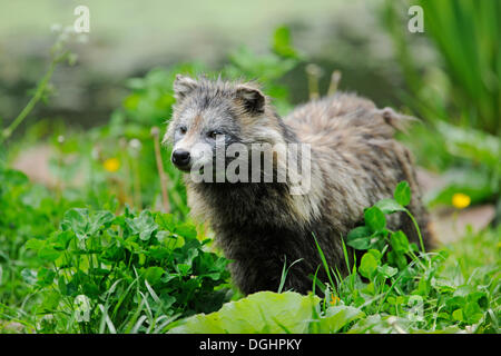 Marderhund (Nyctereutes Procyonoides), Gefangenschaft, Niedersachsen, Deutschland Stockfoto