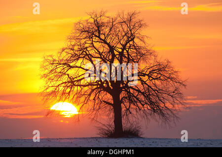 Einsame Linde (Tilia SP.) bei Sonnenuntergang im Winter, Thüringen, Deutschland Stockfoto