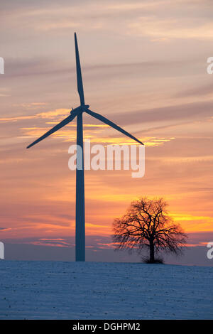 Einsame Linde (Tilia SP.) mit einer Windkraftanlage bei Sonnenuntergang im Winter, Thüringen, Deutschland Stockfoto