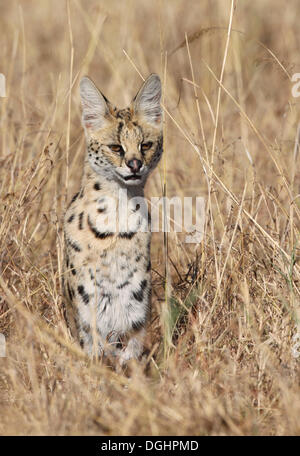 Serval (Leptailurus Serval) Stockfoto