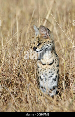 Serval (Leptailurus Serval) Stockfoto