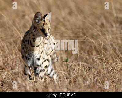 Serval (Leptailurus Serval) Stockfoto