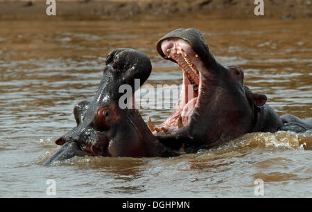 Zwei Flusspferd (Hippopotamus Amphibius) am Fluss, Masai Mara, Kenia, Afrika Stockfoto