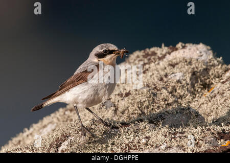 Nördlichen Steinschmätzer (Oenanthe Oenanthe), Shetland Islands, Schottland, Vereinigtes Königreich, Europa Stockfoto