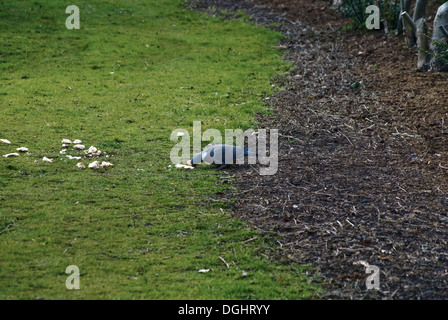 Taube in einem Park, Brot zu essen Stockfoto