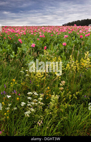 Bereich der Mohn, Armschlag, Waldviertler Region, Niederösterreich, Österreich, Europa Stockfoto