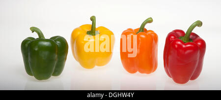 Bunte Paprika Paprika, grün, gelb, Orange, rot, Studio-Fotografie Stockfoto