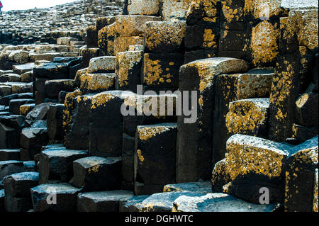 Basalt Felsen, Giant Causeway, Coleraine, Nordirland, Vereinigtes Königreich, Europa Stockfoto