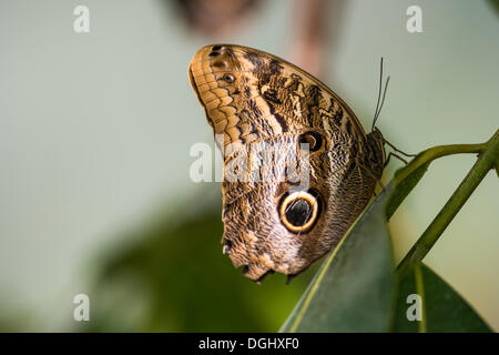 Wald-Riesen Eule Schmetterling (Caligo Eurilochus), Mauazinho, Manaus, Bundesstaat Amazonas, Brasilien Stockfoto