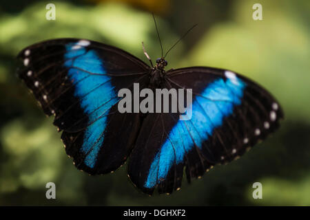 Blue Morpho Peleides, gemeinsame Morpho oder der Kaiser (Morpho Peleides), Manaus, Manaus, Bundesstaat Amazonas, Brasilien Stockfoto