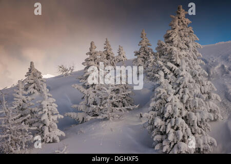 Schneebedeckte Bäume, Venet, Zams, Tirol, Österreich Stockfoto