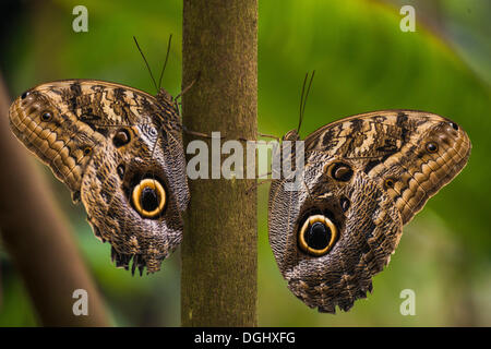 Zwei Wald riesige Bananenfalter (Caligo Eurilochus), thront auf einem Ast einander gegenüber, Manaus, Bundesstaat Amazonas, Brasilien Stockfoto