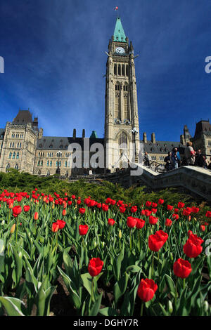 Tulpen eine Front von Peace Tower und das Parlament Gebäude, Parliament Hill, Ottawa, Provinz Ontario, Kanada Stockfoto