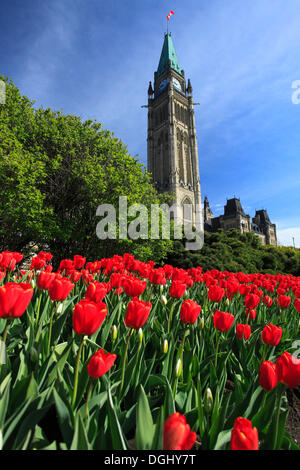 Tulpen eine Front von Peace Tower und das Parlament Gebäude, Parliament Hill, Ottawa, Provinz Ontario, Kanada Stockfoto