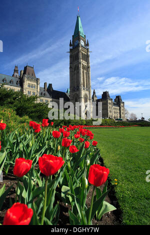 Tulpen eine Front von Peace Tower und das Parlament Gebäude, Parliament Hill, Ottawa, Provinz Ontario, Kanada Stockfoto