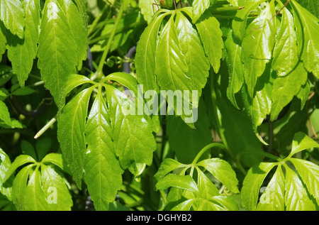 Jiaogulan-01 Stockfoto