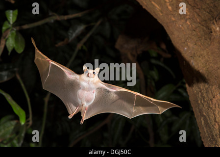 Peters Zwerg-Epauletted-Fruchtfledermaus (Micropteropus pussilus) fliegt nachts, Ghana. Stockfoto