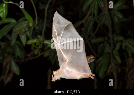 Peters Zwerg-Epauletted-Fruchtfledermaus (Micropteropus pussilus) fliegt nachts, Ghana. Stockfoto