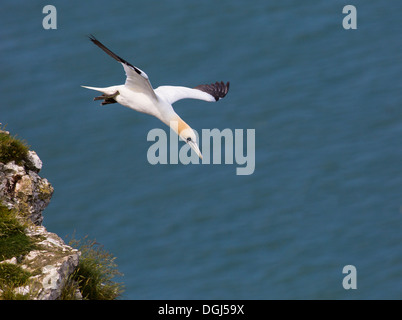 Tölpel über Klippen fliegen. Stockfoto