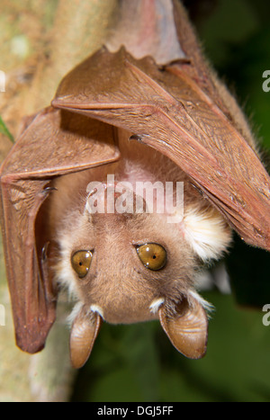 Männliche Peters Zwerg-Epauletted-Fruchtfledermaus (Micropteropus pussilus), die in einem Baum, Ghana, hängt. Stockfoto