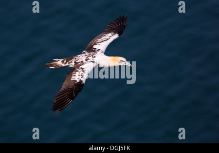 Juvenile Gannet in Bempton Cliffs über Meer fliegen. Stockfoto