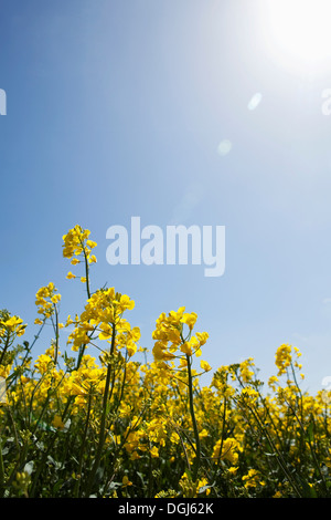 Ginster an sonnigen Tag Stockfoto