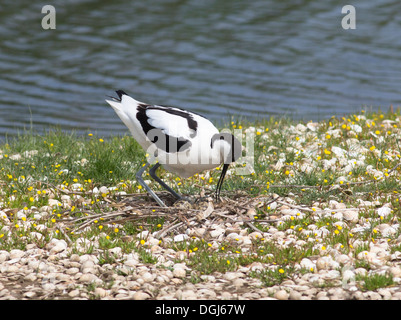 Säbelschnäbler tendenziell Eiern im Nest. (Recurvirostra Avosetta). Stockfoto