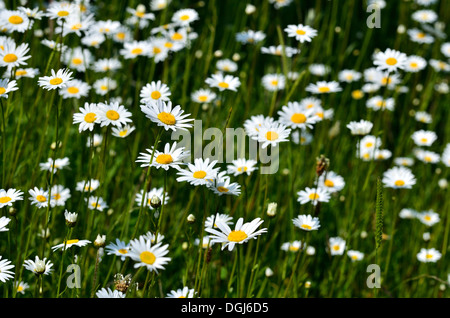 Oxeye Gänseblümchen Stockfoto