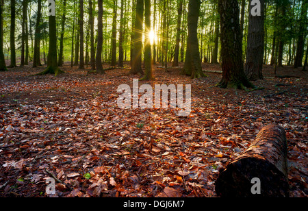 Dawn Sonnenlicht bringt den Wald lebendig in Beacon Hill in Leicestershire. Stockfoto