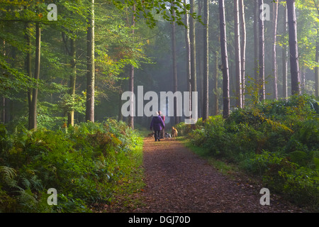 Ein paar mehrere Hunde auf einem Waldweg. Stockfoto