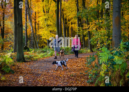 Ein paar wenige Hunde auf einem Pfad durch den Wald Buche im Herbst. Stockfoto