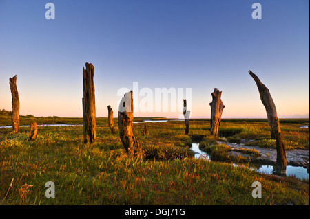 Dornweiler Stümpfe an der North Norfolk-Küste an der ersten Ampel. Stockfoto