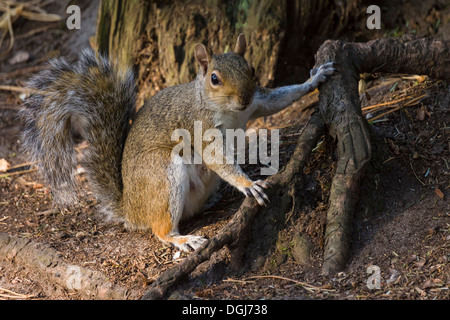 Grauhörnchen - Sciurus Carolinensis, in den Prozess der Nahrung Amonst Baumwurzeln vergraben. Stockfoto