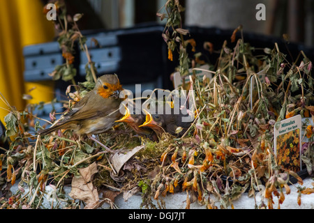 Robin Fütterung eine Nest von hungrigen jungen in einer Anlage in ein Gartencenter. Stockfoto