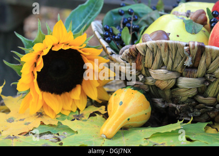 Stilleben mit Kürbis, Sonnenblume und gelbe Blättchen Stockfoto